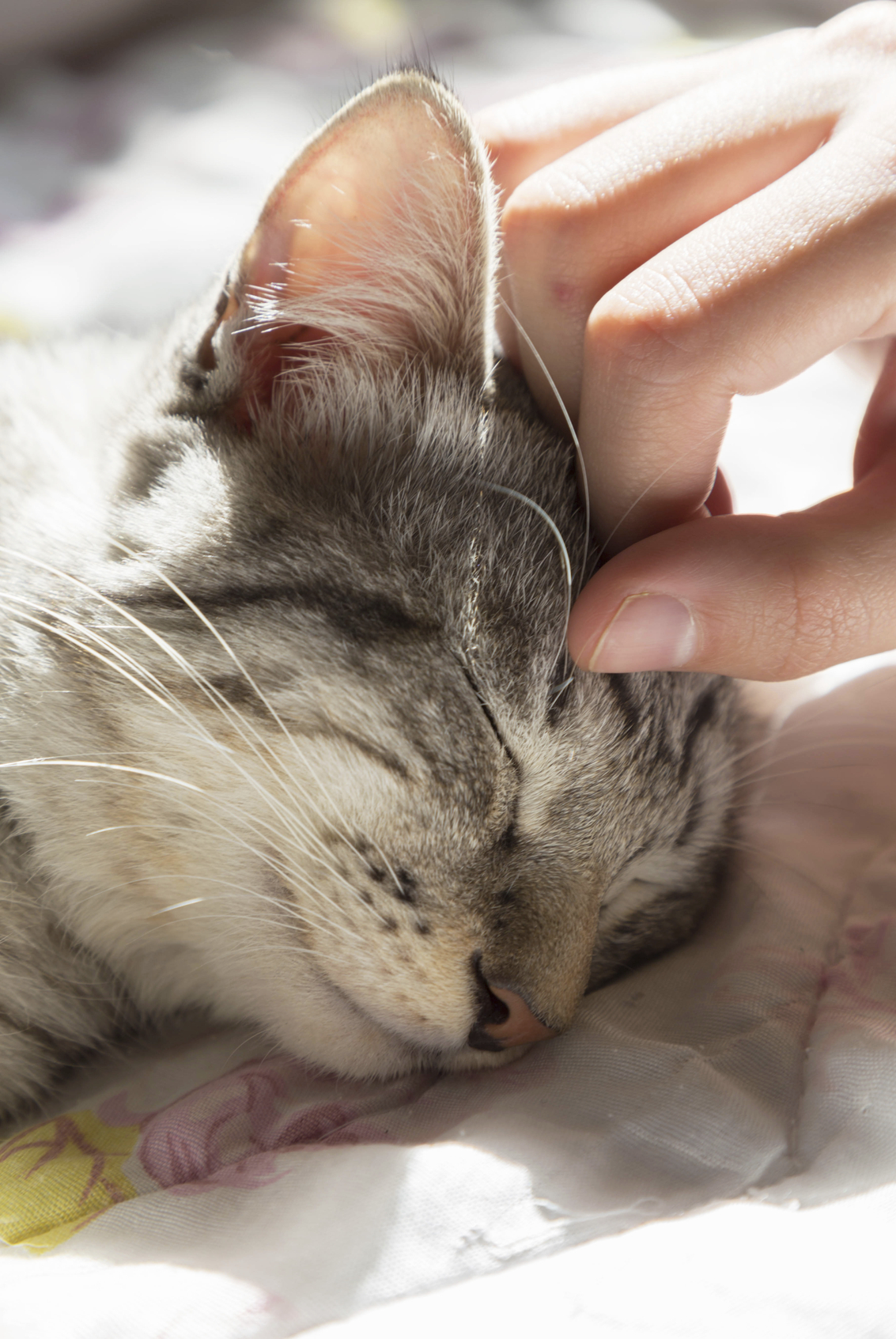 Radioiodine Therapy Centers for the Treatment of Feline Hyperthyroidism